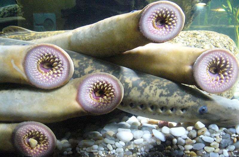 Lamprey Pasifik, Ikan Menakutkan Yang Bisa Menghantui